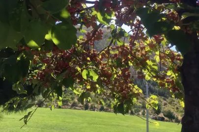 Ali Dağı 360 Kafe'de süs elması bereketi