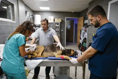 Antalya’da yangında can dostlara seferberlik