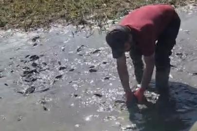 Çamur içinde kıvranan balıklar için tanker tanker su taşındı