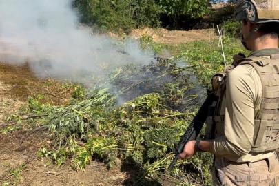 Diyarbakır’da 5 ton esrar üretilebilecek kenevir ve skunk imha edildi