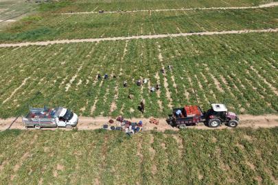 Elazığ’da 7 bin dönümde domates hasadı sürüyor