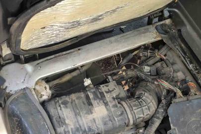 Erzincan’da araç motorunda mahsur kalan yavru kedi kurtarıldı