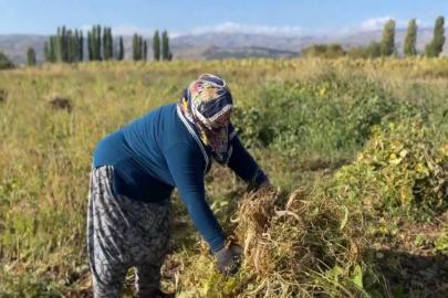 Erzincan’da kuru fasulyenin hasadına başlandı