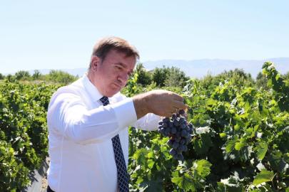 Erzincan’ın tescilli Cimin üzümünde 5 bin ton rekolte bekleniyor