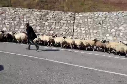 Erzurum’da göçerlerin zorlu "Kışa dönüş" mesaisi başladı