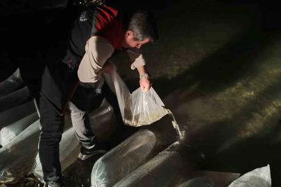Erzurum’da iç sulara büyük dokunuş: 340 bin yavru sazan suyla buluştu