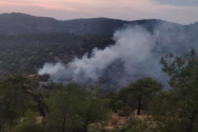 Gaziantep'te orman yangını: 4 dönüm alan zarar gördü
