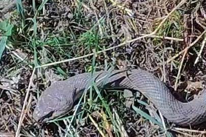 Hakkari’de 1,5 metrelik kocabaş yılanı görüntülendi