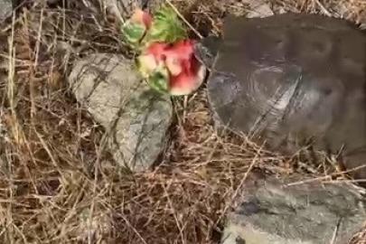 Kaplumbağaya su bulamayınca karpuz ikram etti