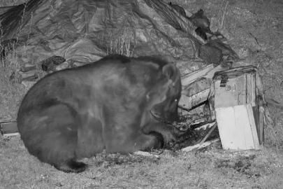 Kars’ta ayının bal keyfi kamerada: Kovanı devirdi, ziyafetini yaptı