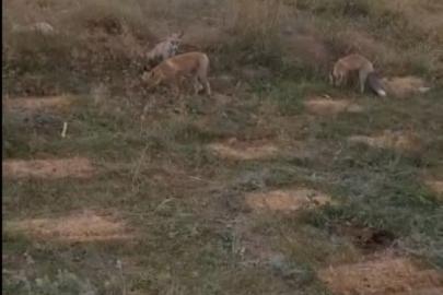 Kars’ta eski istasyonda beklenmedik buluşma! Arı kovanlarını taşırken 3 tilki geldi, vatandaş misafirlerini eliyle besledi