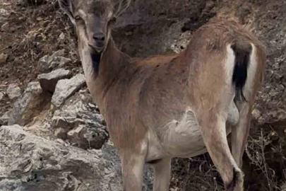 Keban’da dağ keçileri görüntülendi
