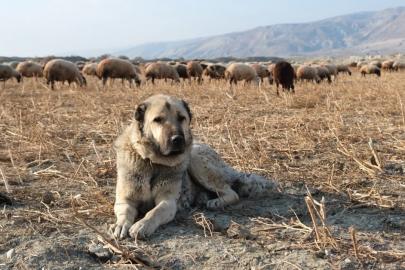 Kurtlarla mücadelede sürünün en büyük güvencesi çoban köpekleri