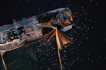 Marmara'da yüzlerce martının "kısmet" peşindeki mücadelesi drone ile görüntülendi