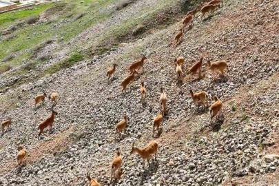 Palu Kalesi’nin eteklerinde dağ keçileri dronla görüntülendi