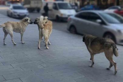 Sahipsiz hayvanlara yönelik denetim yapılacak