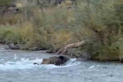 Tunceli’de yaban domuzu  derenin akıntısına rağmen karşıya geçmeyi başardı