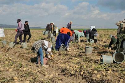 Adilcevaz’da patates tarlalarında ekmek mücadelesi: Mevsimlik işçilerin zorlu mesaisi