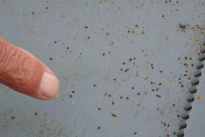 Arılı kovanların ilkbahara sağlıklı çıkması için varroa mücadelesi büyük önem taşıyor