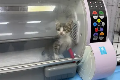Bandırma’da şiddet gören yavru kedi tedavi altına alındı