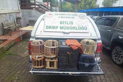 Bitlis’te kaçak avlanmış canlı keklikler doğaya salındı