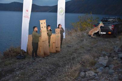 Bitlis’te yaban hayvanları doğal yaşam alanlarına kavuştu