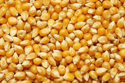 Dalaman’da 1.400 ton dane mısır satışa çıkıyor