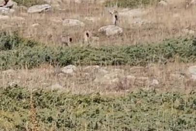 Doğanın sessiz tanıkları: Vaşak ailesi objektiflere takıldı