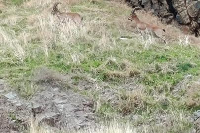 Elazığ’da dağ keçileri görüldü