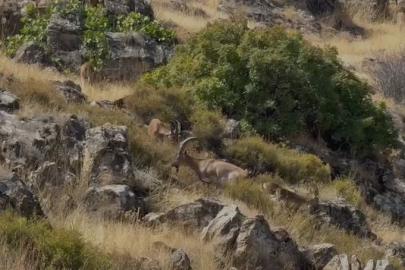 Elazığ’da koruma altındaki dağ keçileri sürü halinde görüntülendi