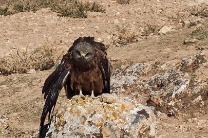 Elazığ’da yaralı ve bitkin çaylak kuşu bulundu