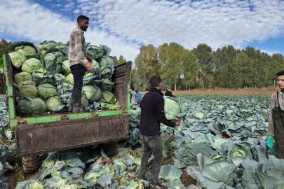 Erciş’te tescilli lahana hasadı başladı