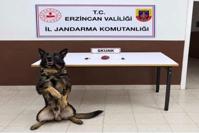 Erzincan’da bonzai hammaddesi ve skunk ele geçirildi