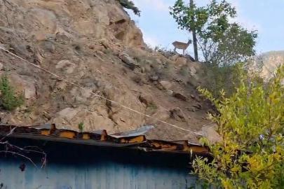 Erzurum’da ezber bozan dostluk: Dağ keçileri evin çatısını mesken tuttu