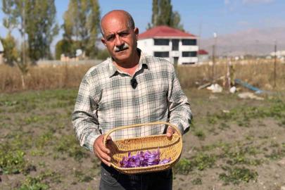 Esnaflığı bıraktı, tarlada serveti buldu: Kilosu 1 milyon lirayı bulan "kırmızı altın" hayatını değiştirdi