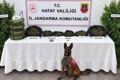 Hatay’da uyuşturucu operasyonu: Bir gözaltı
