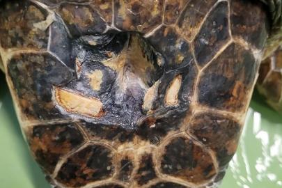 Kafatası kırık halde getirildi, denize dönmek için iyileşiyor
