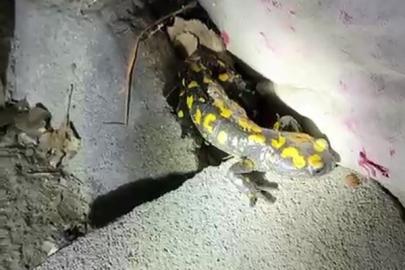 Malatya’da nesli tükenmekte olan semender yağış sonrası görüntülendi