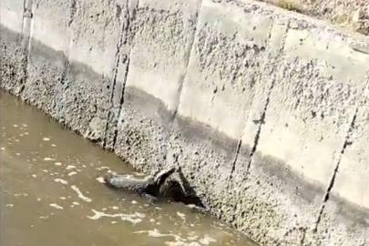 Malatya’da sulama kanalına düşen bal porsuğu kurtarıldı