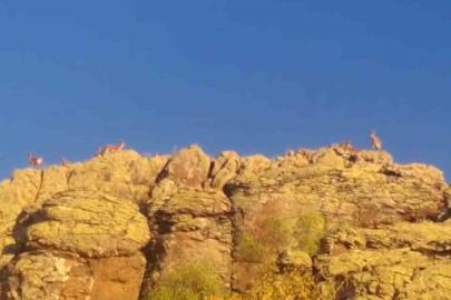 Malatya’da yaban keçileri görüntülendi