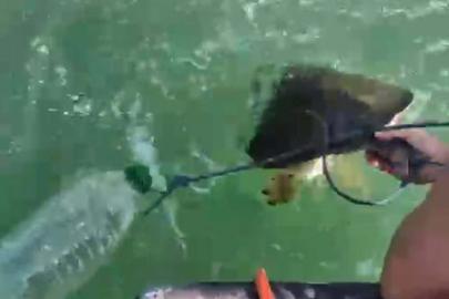 Milas'ta pet şişe bağlanmış caretta carettayı denize açılıp kurtardılar