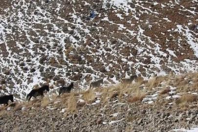 Munzur’un zirvelerinde özgürlüğün simgesi yılkı atları