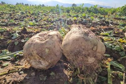 Muşlu çiftçi 220 dönüme pancar ekti, 2 bin ton ürün bekliyor
