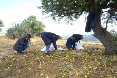 Muş’ta 110 bin ahlat ağacında armut hasadı sürüyor