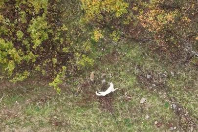 Muş’ta çoban köpeği ile porsuğun mücadelesi havadan görüntülendi