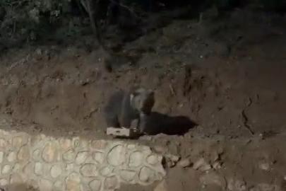 Ovacık’ın sevimli konuğu ayı yine görüntülendi