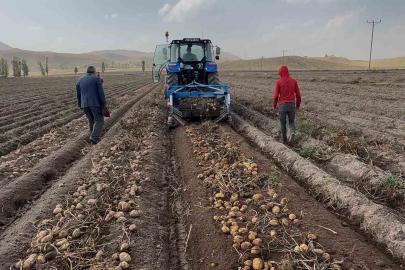 Patnos topraklarında yetişiyor, Cips fabrikalarına gidiyor