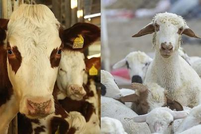 Siirt’te hayvancılık desteği için son tarih 1 Aralık