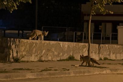 Tilkiler şehir merkezinde, ayılar köylerde görüldü