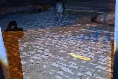 Tunceli’de bahçesine girmek isteyen yaban domuzu vatandaşa korku dolu anlar yaşattı